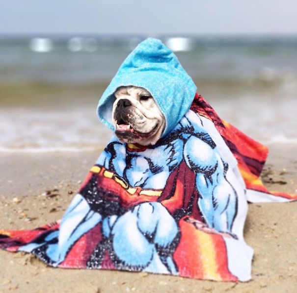 Cute Pets Turned Into Superheroes To Celebrate The Avengers Age Of Ultron Release