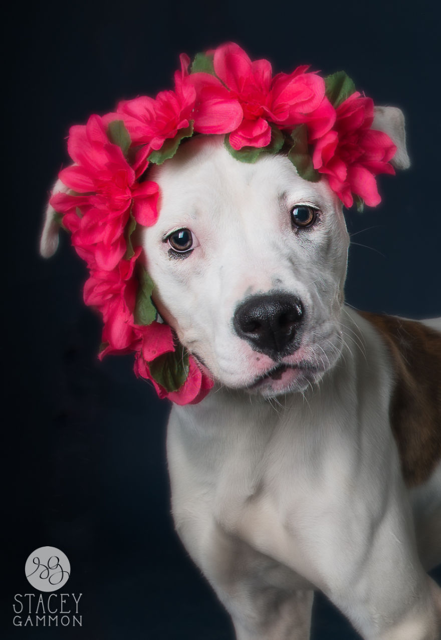 Beautiful Shelter Dogs&#8217; Portraits Reveal Their Personalities