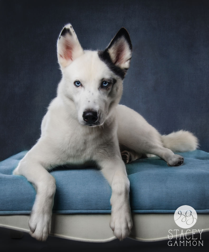Beautiful Shelter Dogs&#8217; Portraits Reveal Their Personalities
