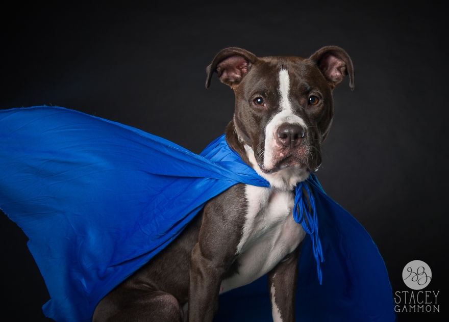Beautiful Shelter Dogs&#8217; Portraits Reveal Their Personalities