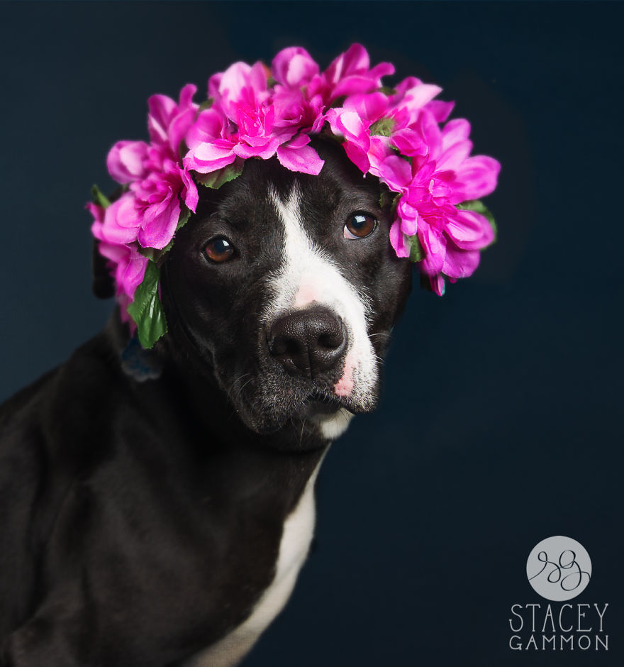 Beautiful Shelter Dogs&#8217; Portraits Reveal Their Personalities