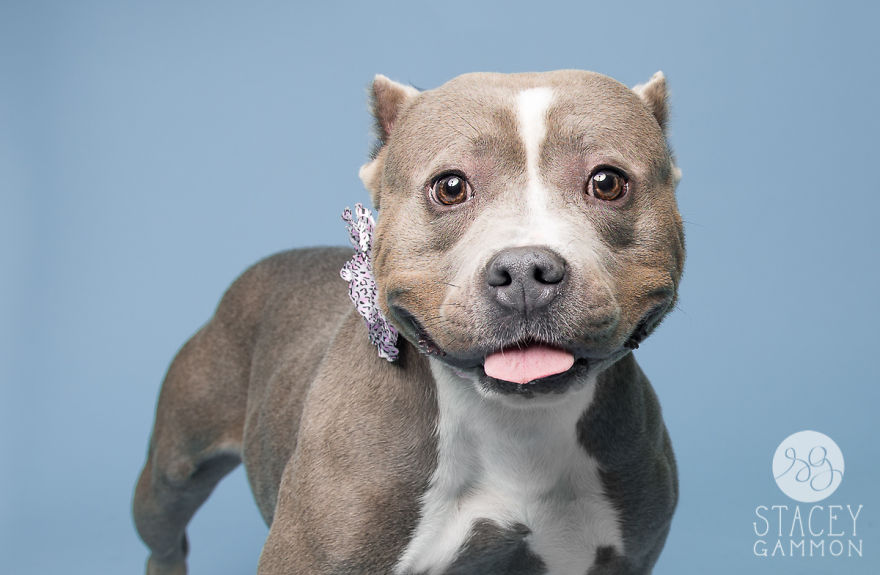 Beautiful Shelter Dogs&#8217; Portraits Reveal Their Personalities