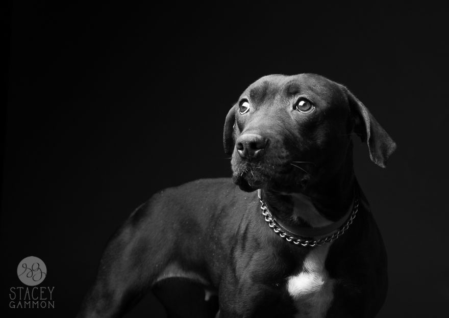 Beautiful Shelter Dogs&#8217; Portraits Reveal Their Personalities