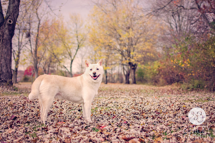 Beautiful Shelter Dogs&#8217; Portraits Reveal Their Personalities