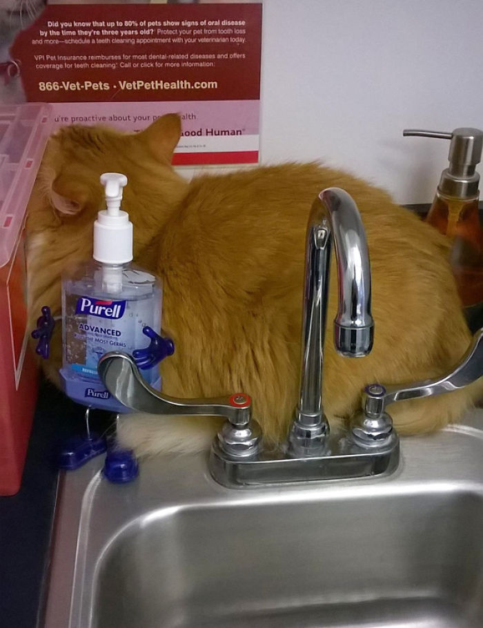 61 Cats Who Just Realized You Took Them To The Vet