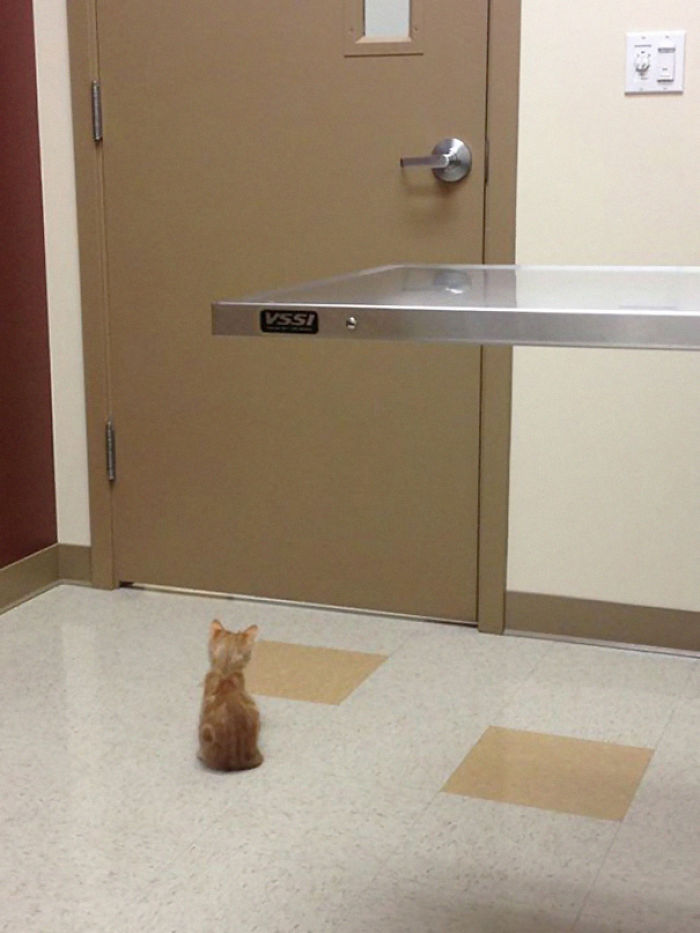 61 Cats Who Just Realized You Took Them To The Vet