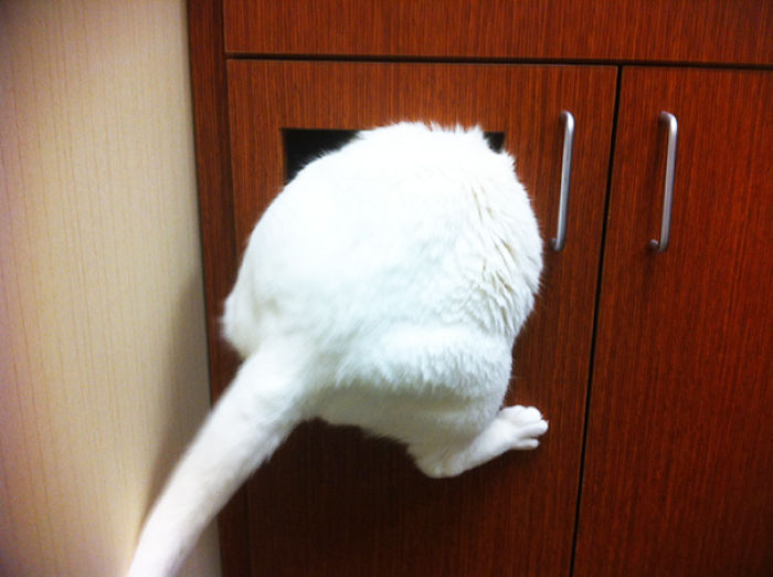 61 Cats Who Just Realized You Took Them To The Vet