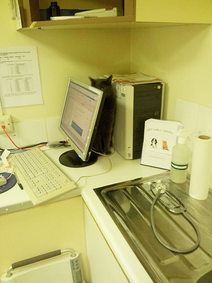 61 Cats Who Just Realized You Took Them To The Vet