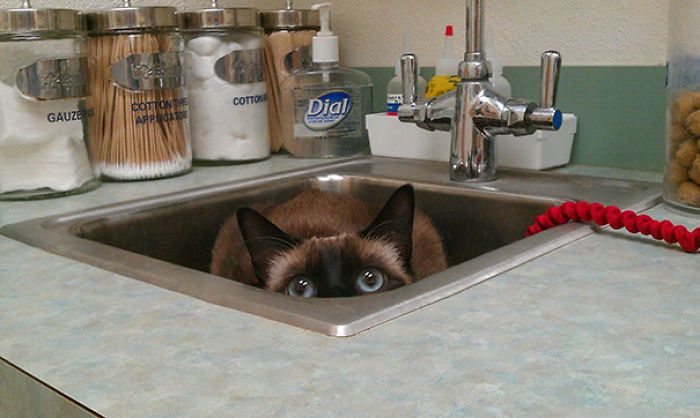 61 Cats Who Just Realized You Took Them To The Vet