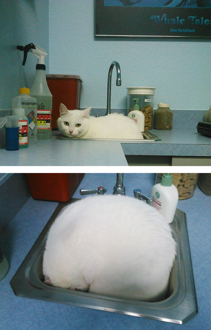 61 Cats Who Just Realized You Took Them To The Vet