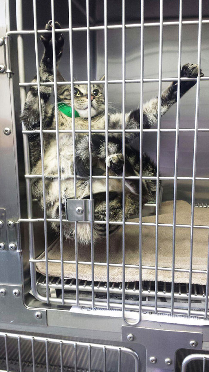 61 Cats Who Just Realized You Took Them To The Vet