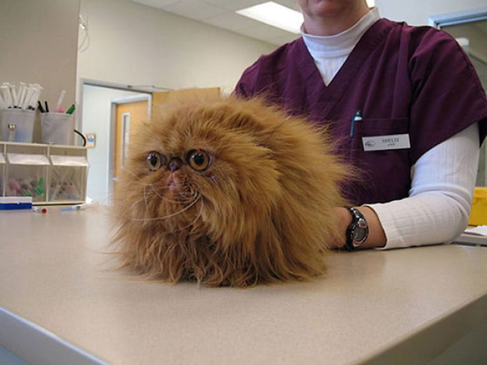 61 Cats Who Just Realized You Took Them To The Vet