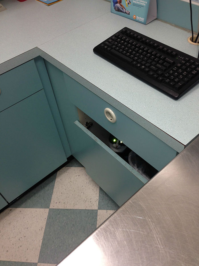61 Cats Who Just Realized You Took Them To The Vet