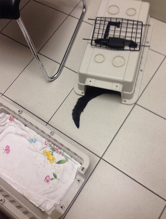 61 Cats Who Just Realized You Took Them To The Vet