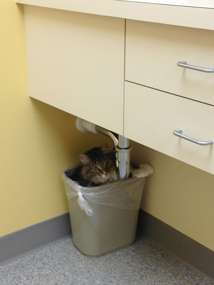 61 Cats Who Just Realized You Took Them To The Vet