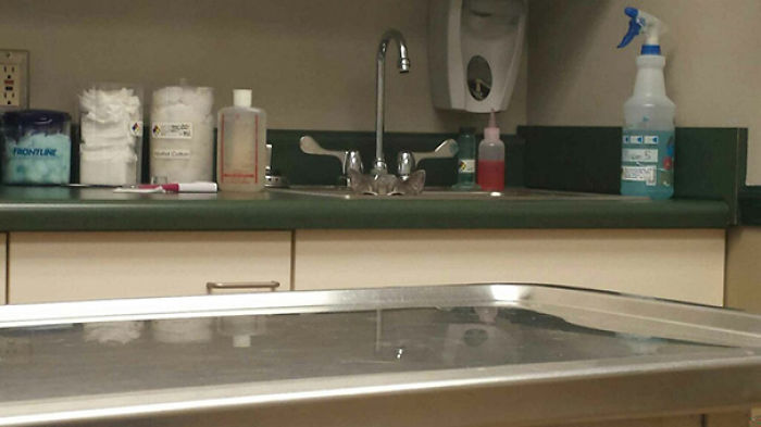 61 Cats Who Just Realized You Took Them To The Vet