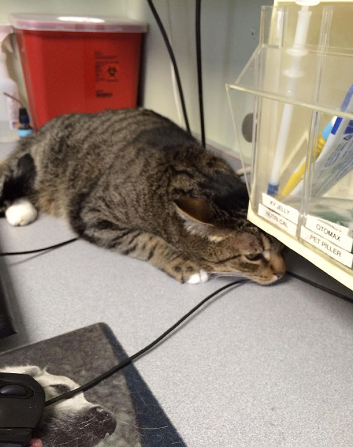 61 Cats Who Just Realized You Took Them To The Vet