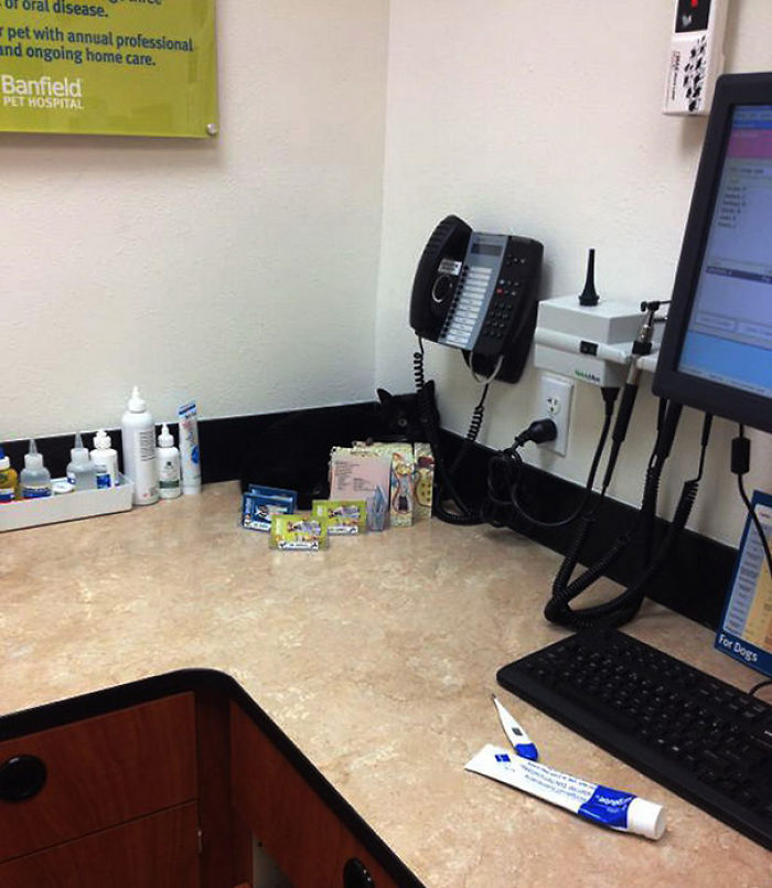 61 Cats Who Just Realized You Took Them To The Vet