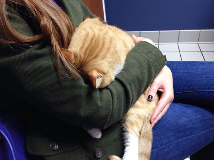 61 Cats Who Just Realized You Took Them To The Vet
