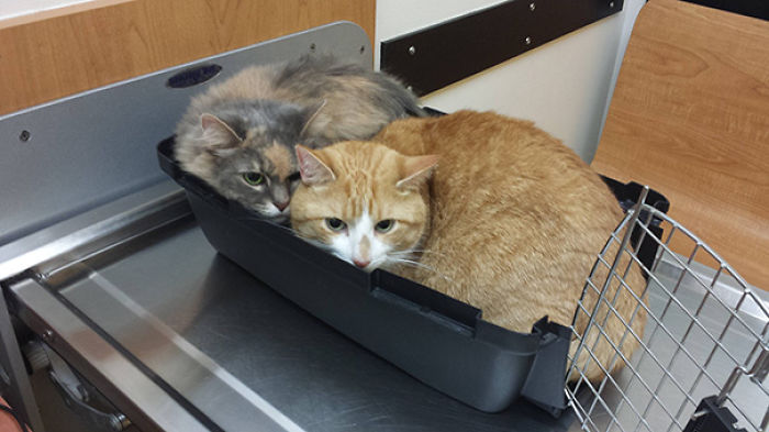 61 Cats Who Just Realized You Took Them To The Vet