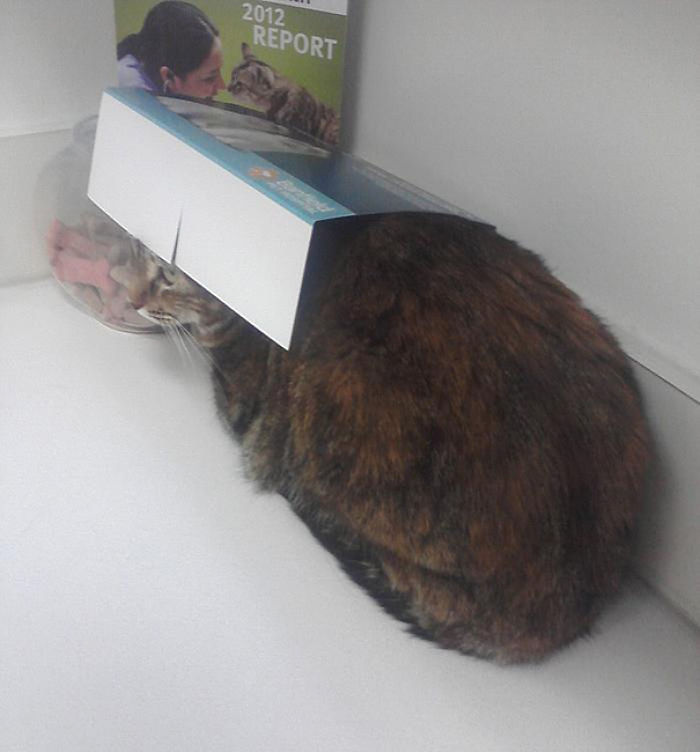 61 Cats Who Just Realized You Took Them To The Vet