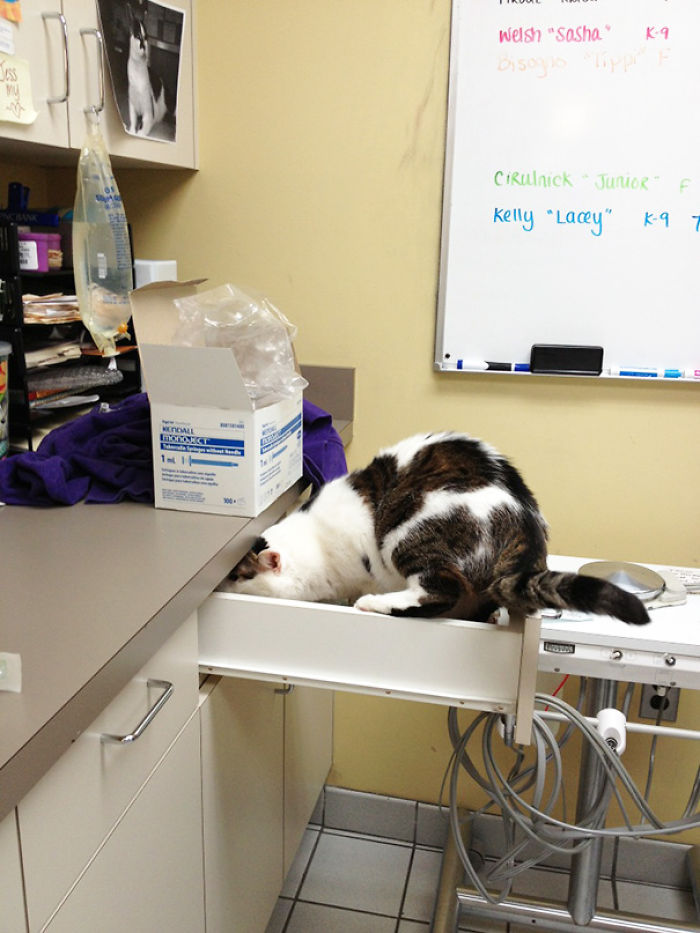 61 Cats Who Just Realized You Took Them To The Vet