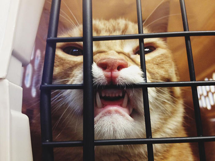 61 Cats Who Just Realized You Took Them To The Vet
