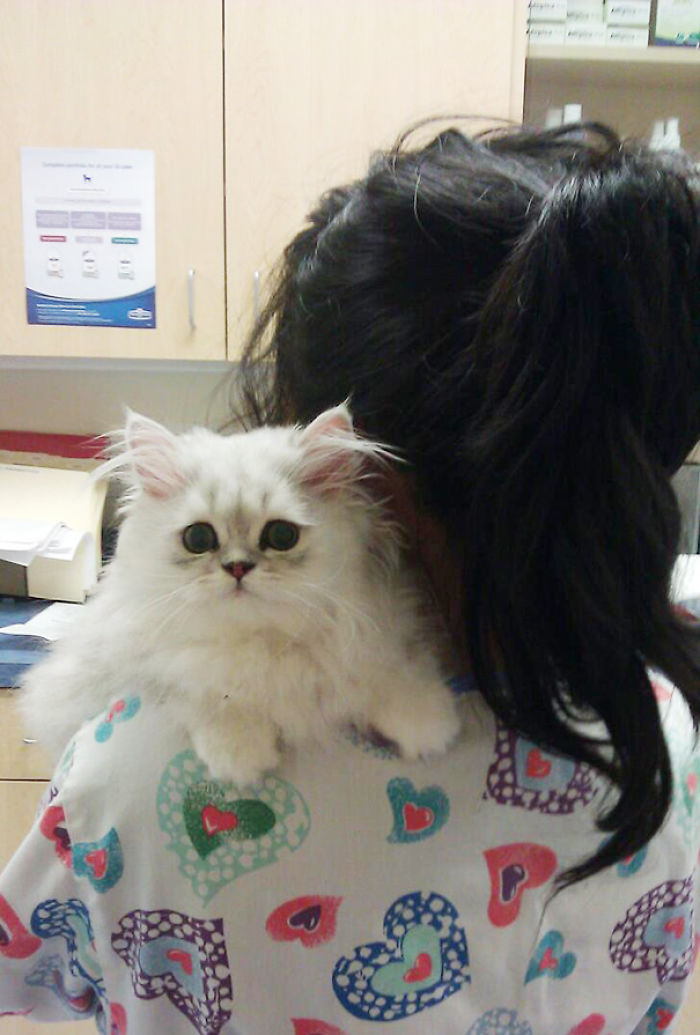 61 Cats Who Just Realized You Took Them To The Vet