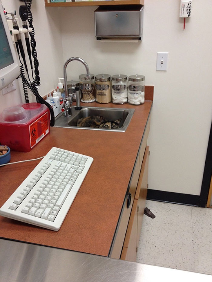 61 Cats Who Just Realized You Took Them To The Vet