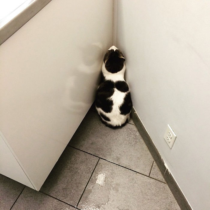 61 Cats Who Just Realized You Took Them To The Vet