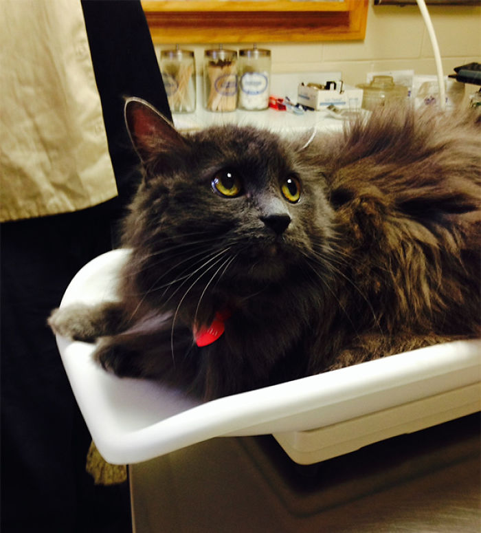 61 Cats Who Just Realized You Took Them To The Vet