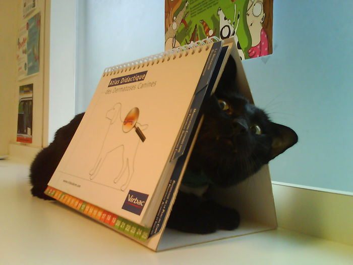61 Cats Who Just Realized You Took Them To The Vet