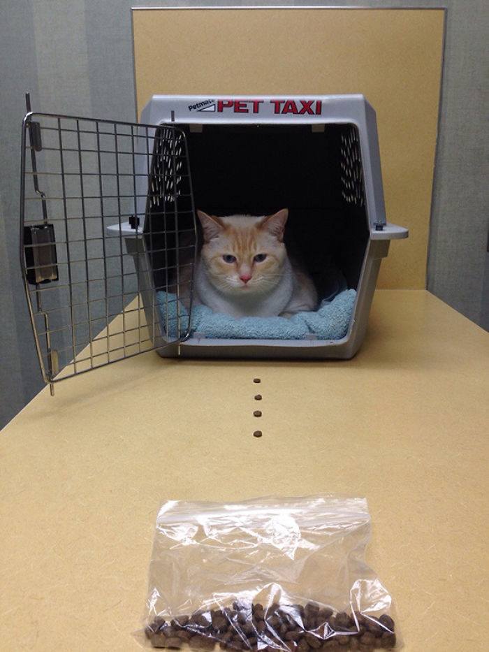 61 Cats Who Just Realized You Took Them To The Vet