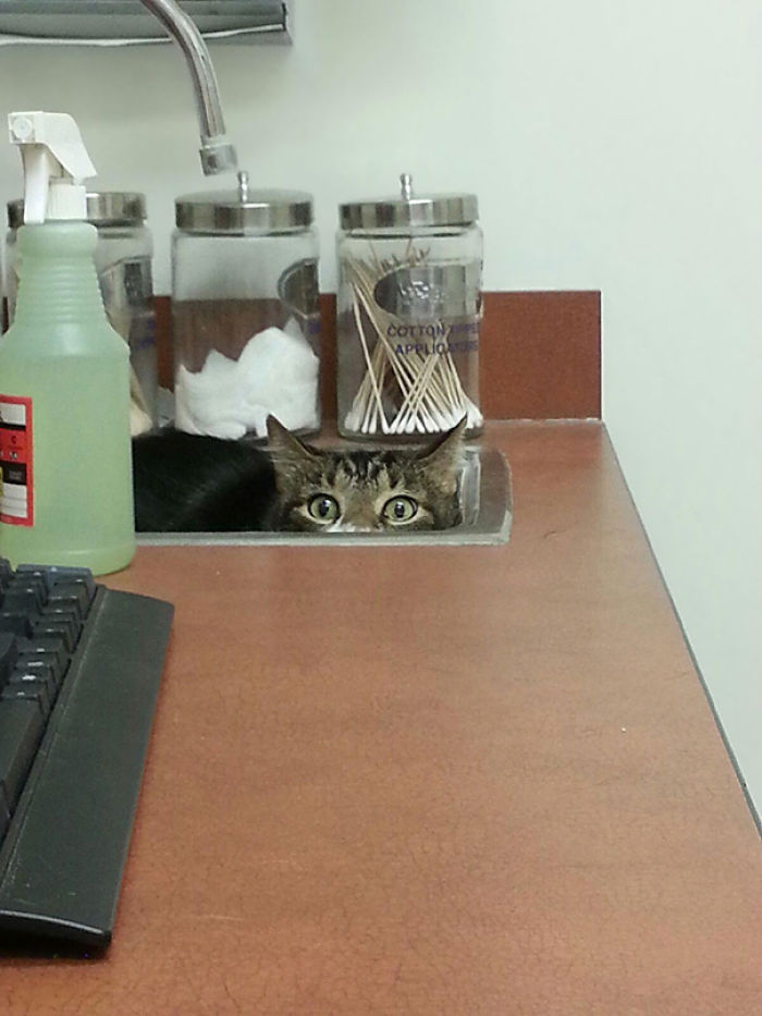 61 Cats Who Just Realized You Took Them To The Vet