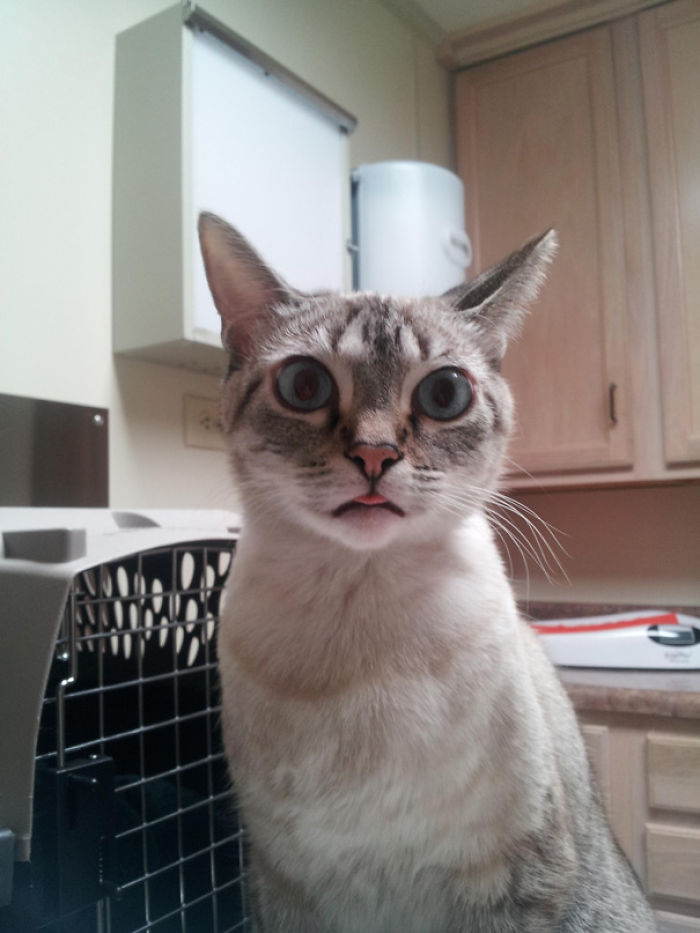 61 Cats Who Just Realized You Took Them To The Vet