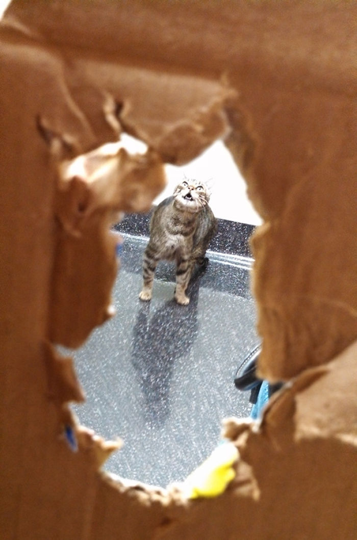 61 Cats Who Just Realized You Took Them To The Vet