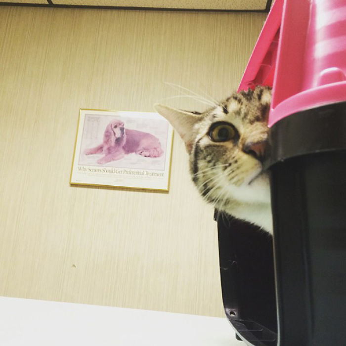 61 Cats Who Just Realized You Took Them To The Vet