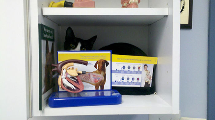 61 Cats Who Just Realized You Took Them To The Vet