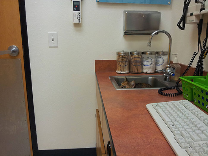 61 Cats Who Just Realized You Took Them To The Vet