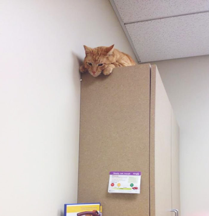 61 Cats Who Just Realized You Took Them To The Vet