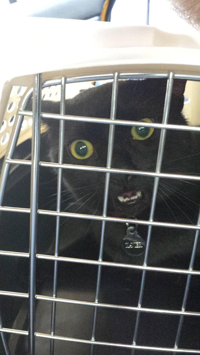 61 Cats Who Just Realized You Took Them To The Vet