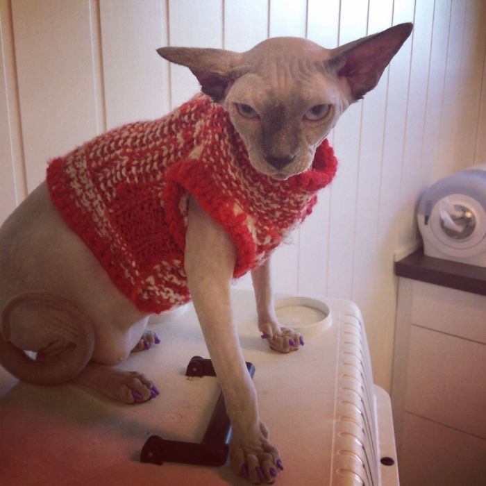 61 Cats Who Just Realized You Took Them To The Vet