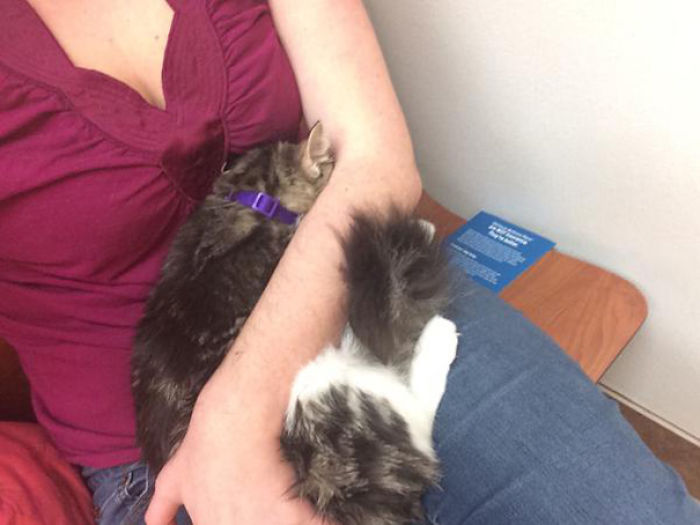 61 Cats Who Just Realized You Took Them To The Vet