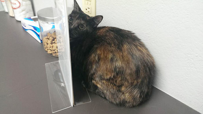 61 Cats Who Just Realized You Took Them To The Vet