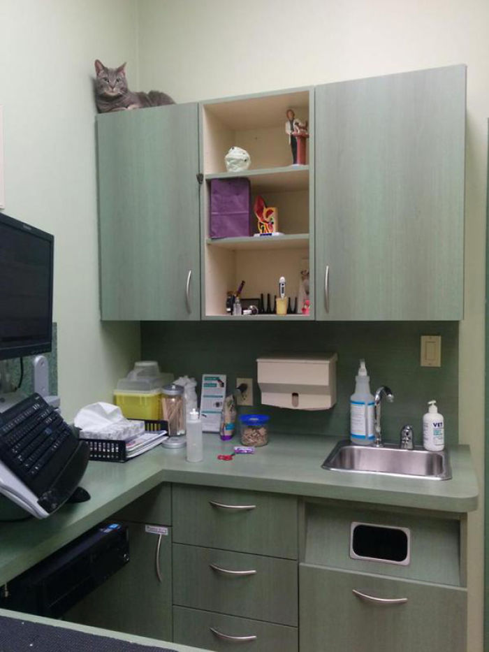 61 Cats Who Just Realized You Took Them To The Vet