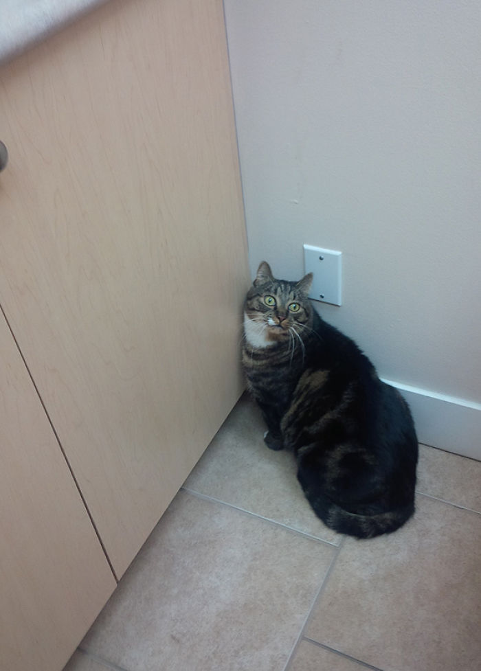 61 Cats Who Just Realized You Took Them To The Vet