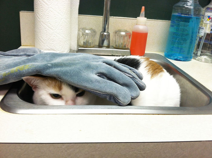 61 Cats Who Just Realized You Took Them To The Vet