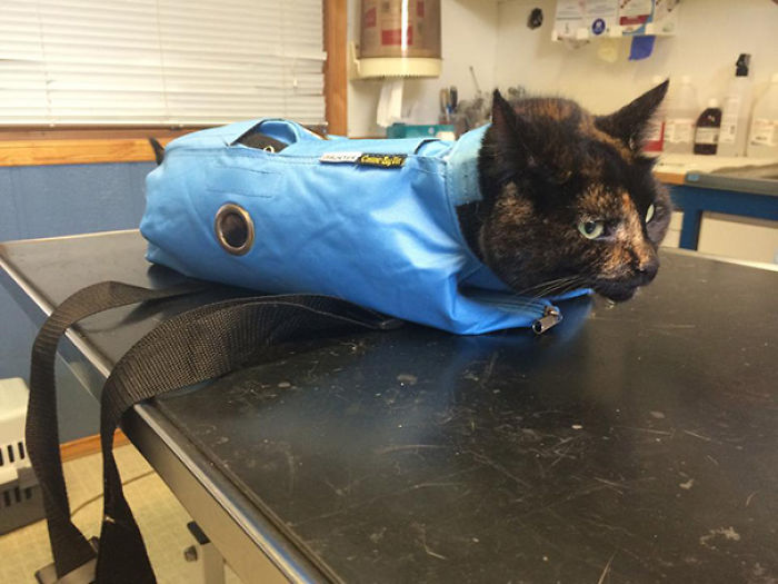 61 Cats Who Just Realized You Took Them To The Vet