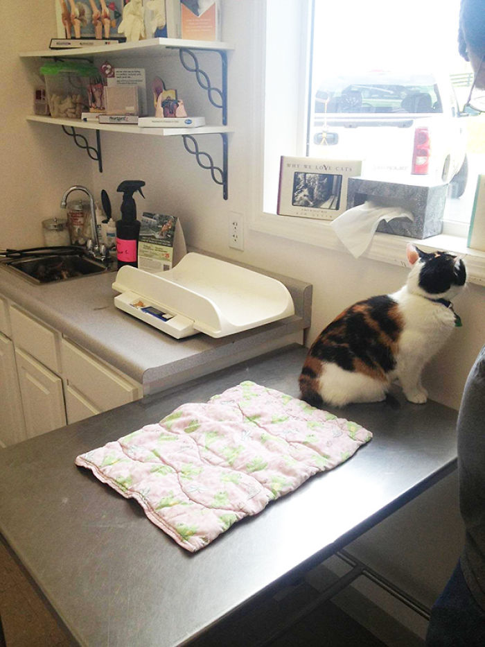 61 Cats Who Just Realized You Took Them To The Vet
