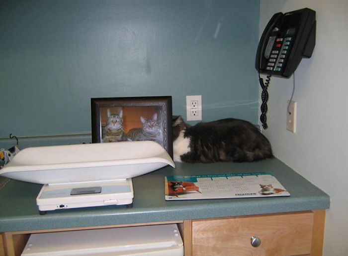 61 Cats Who Just Realized You Took Them To The Vet